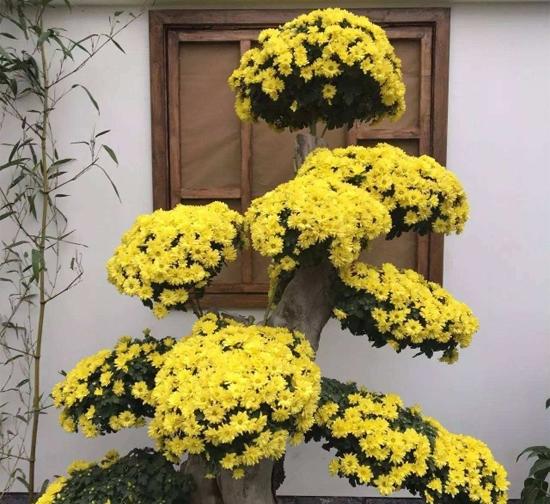 南京造型菊花种植